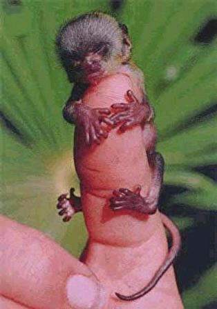 fingrmonkey.jpg
